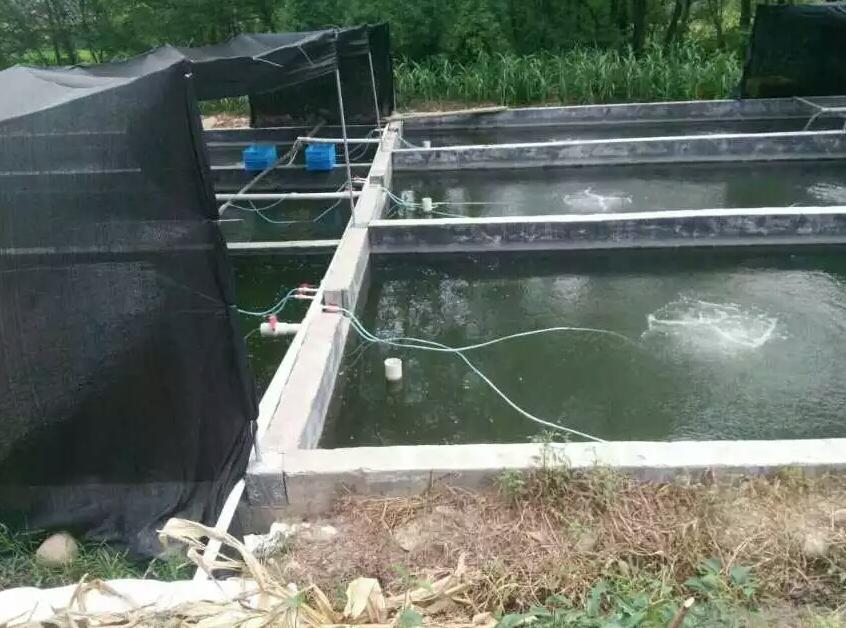 高壓鼓風機在魚塘底部增氧應用案例